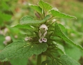 IMG_4312henbit (Medium)